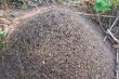  anthill