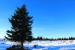 Austrian Forest