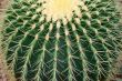 Cactus Plant