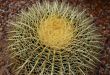 Cactus Plant