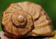 Cockle-shell