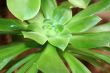Botanical Plant