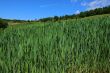 Green field