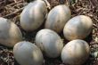 Ostrich Eggs