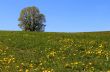 The lonely tree