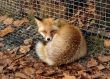 Fox in Zoo