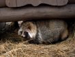 Raccoon Dog