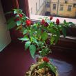 Red Pepper on the Window Sill