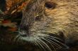 wet coypu