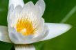 White lotus flower