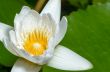 White lotus flower