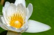 White lotus flower