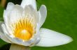 White lotus flower