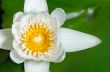 White lotus flower