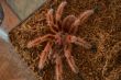Rose Hair Turantula