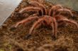 Rose Hair Turantula