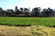 Alfalfa or Lucerne Field Under Irrigation