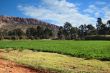 Alfalfa or Lucerne Field Under Irrigation