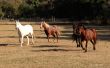 Four Horses Running