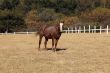 Large Strong Brown Colt Horse
