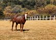 Large Strong Brown Colt Horse in HD