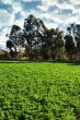 Alfalfa or Lucerne Field Under Irrigation