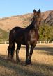 Large Strong Brown Colt Horse