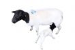 Isolated Sheep with Nursing Lamb   