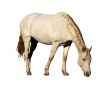 Isolated Picture of Large Horse Grazing