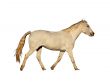 Portrait Isolated Picture of Large Horse Galloping
