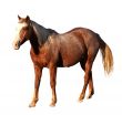 Portrait Isolated Picture of Large Horse Standing    