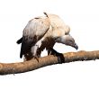 Portrait Isolated Picture of Large Vulture on Branch