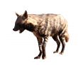 Portrait Isolated Picture of Spotted Hyena with Open Mouth