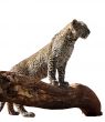 Portrait Isolated Picture of Young Leopard on Branch