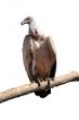 Portrait Isolated Picture of Large Vulture on Branch