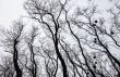 Silhouettes of bare trees with mistletoes