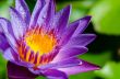 Beautiful purple Lotus flower