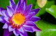 Beautiful purple Lotus flower