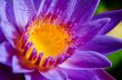 Beautiful purple Lotus flower