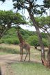 Posing Giraffe 