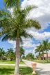 Sunny Florida