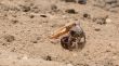 Fiddler crab in the sand