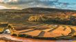 Malagasy rice fields