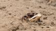 Fiddler crab in the sand