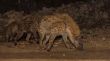 Spotted wild hyenas