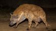 pregnant wild hyena