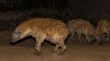 Spotted wild hyenas