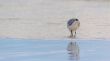 Seagull at the beach