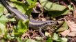 Lizard hiding in the garden