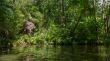 Elephant in the jungle